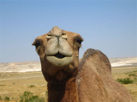 hilarious camel pictures|cool camel picture.